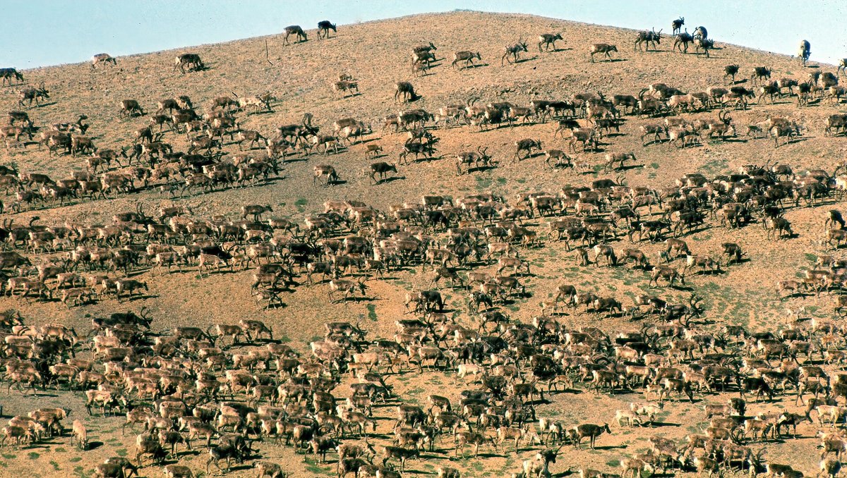 Caribou Barren-Ground Migration — Nunavut Canada