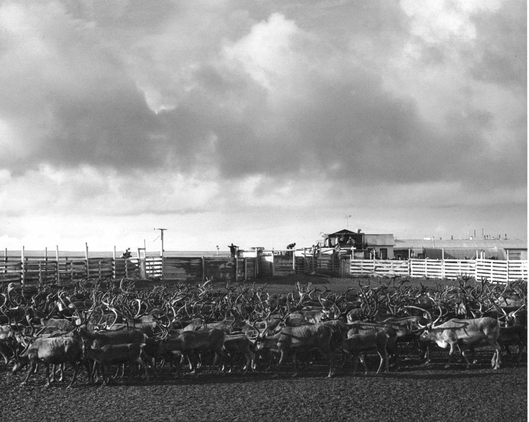 Reindeer Roundup — Sápmi Sweden