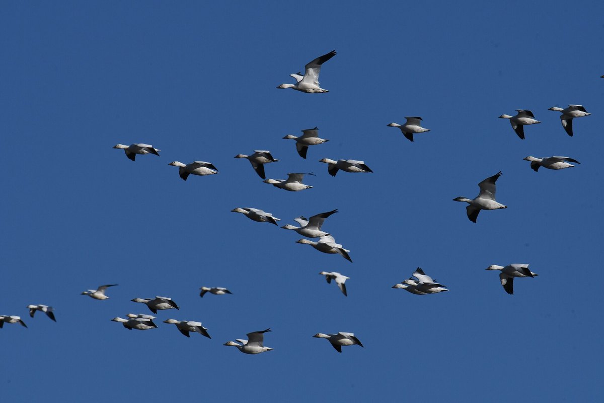 Bombay Hook Snow Goose Migration
