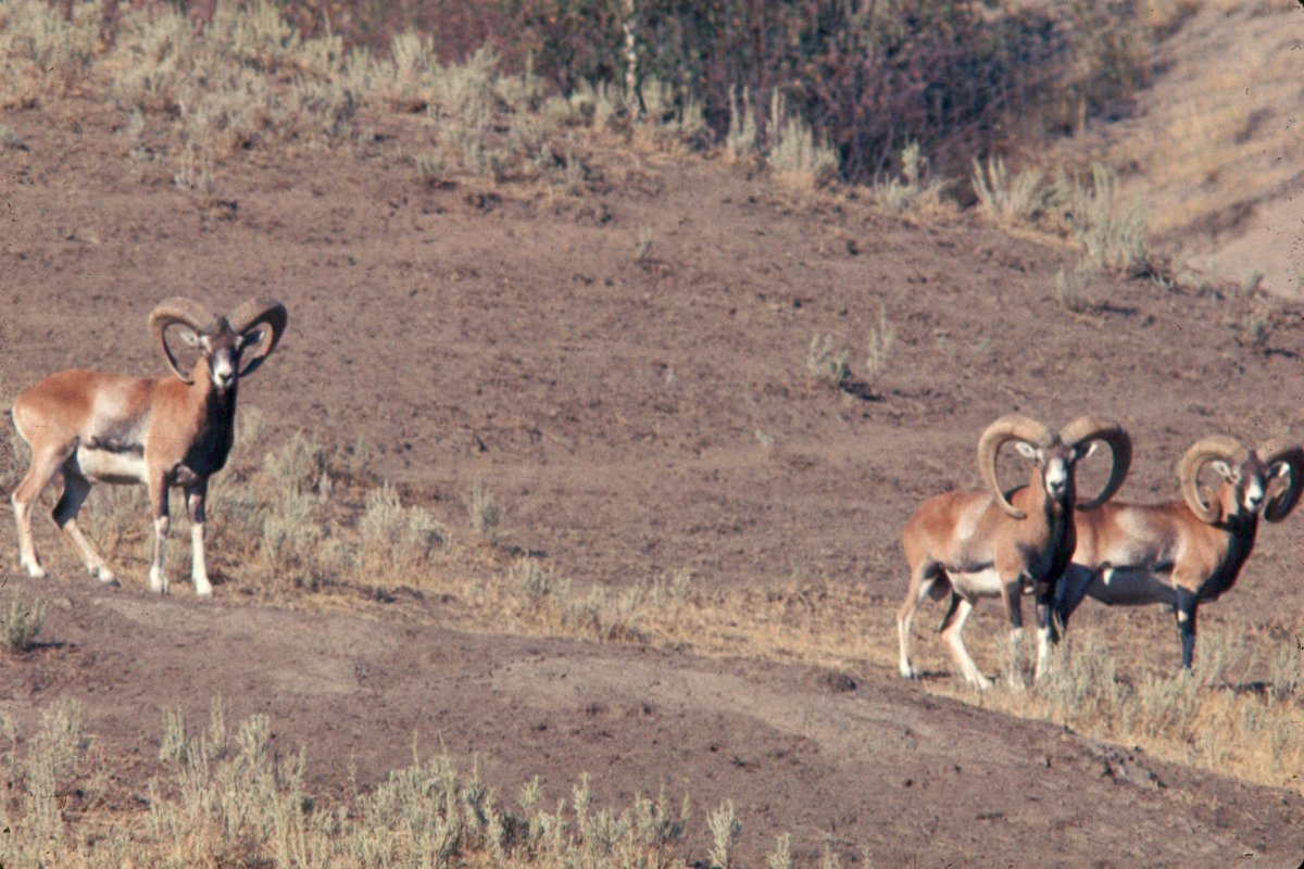 Mouflon Rut — Corsica Alta Rocca