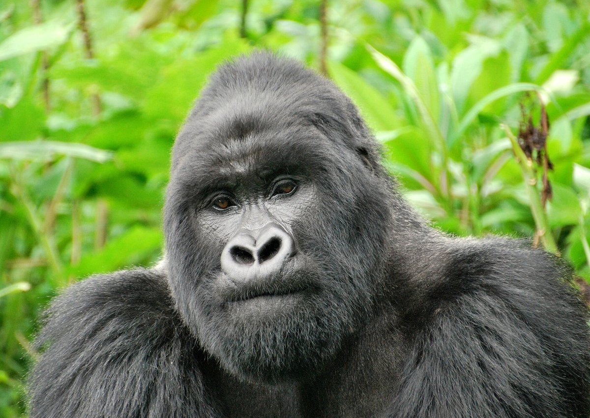 Mountain Gorilla Silverback — Volcanoes Rwanda Night