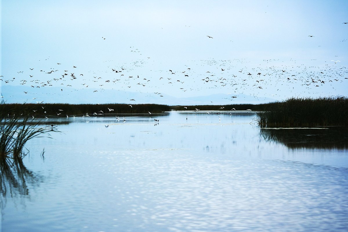 Bear River Migratory Bird Refuge