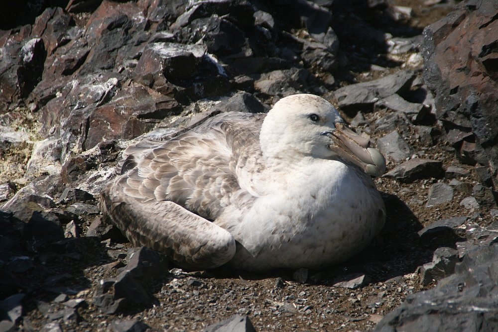 Southern Giant Petrel Breeding Aggregation — Prince Edward Islands