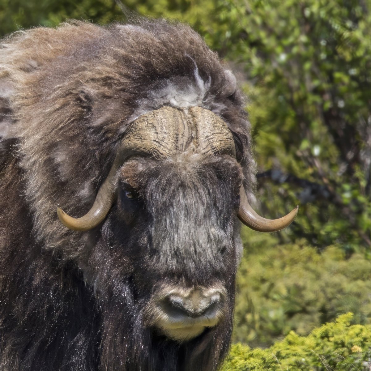 Musk Ox Winter Herd Behaviour — Dovrefjell Norway