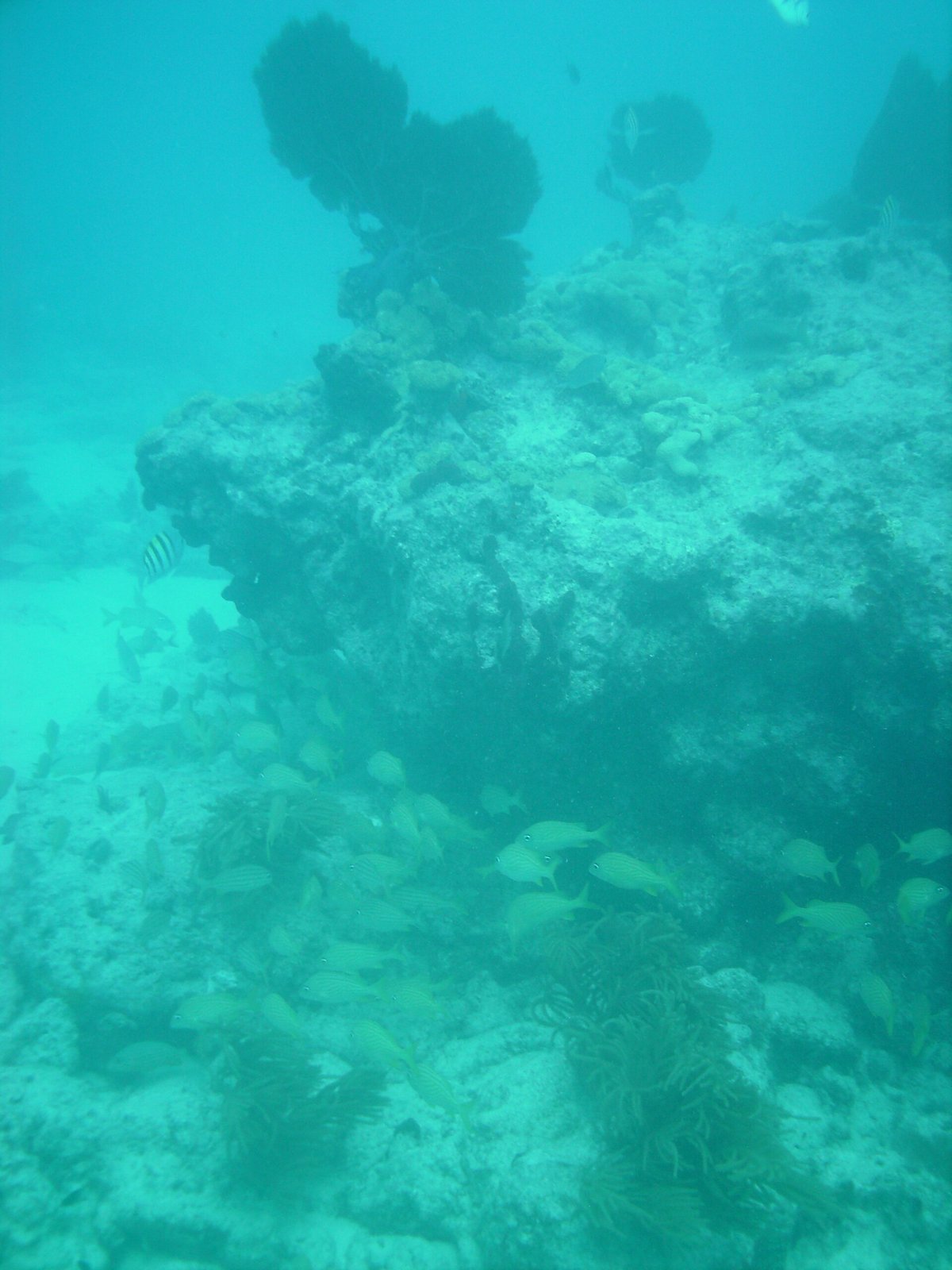 9-foot Stake Coral Reef — United States