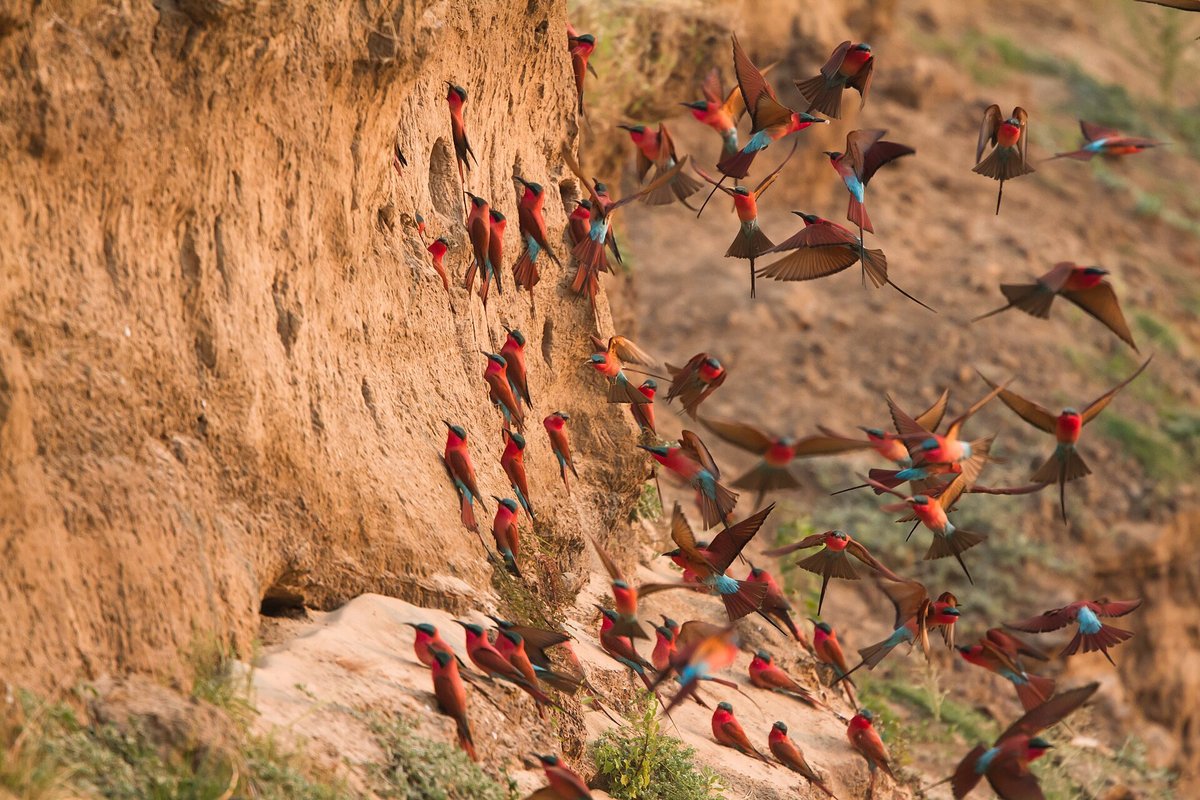 Carmine Bee-Eater Nesting Colonies