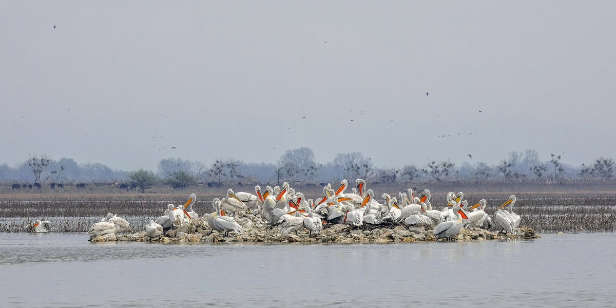 Dalmatian Pelican Colony — Lake Kerkini Greece