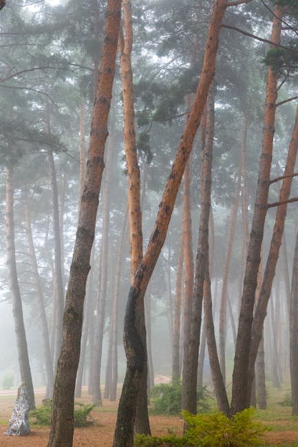 Geumgangsong Uljin Pine Forest