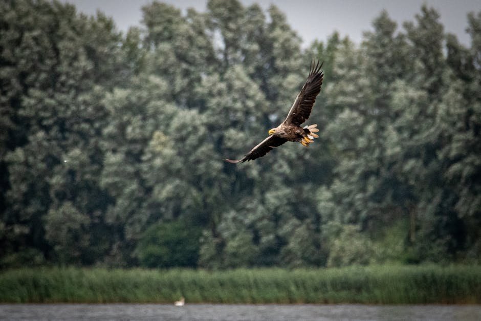Schaalsee Seeadler