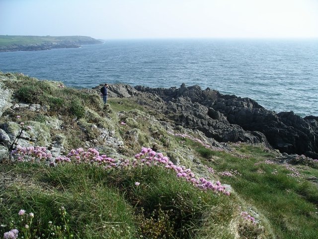 Sea Campion Cliffs — Pembrokeshire