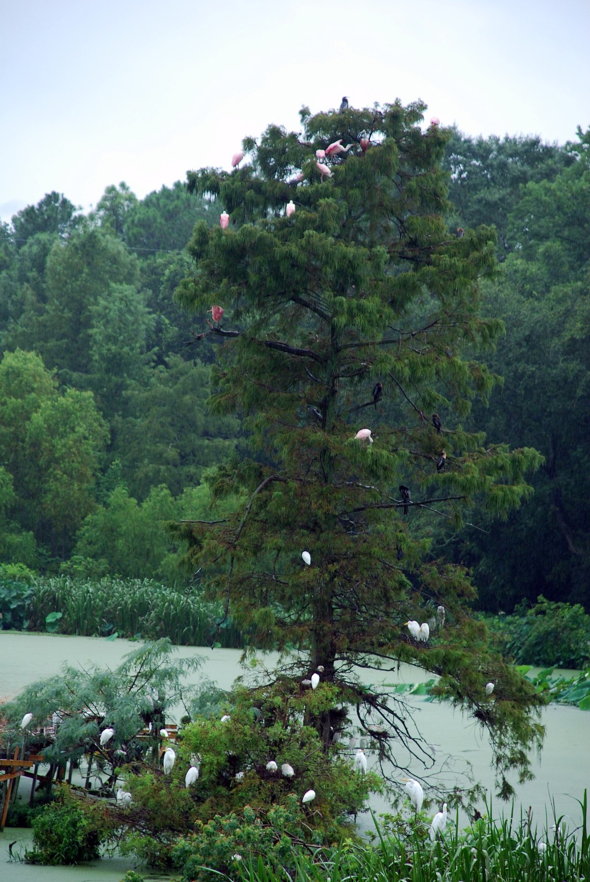 Avery Island Bird City