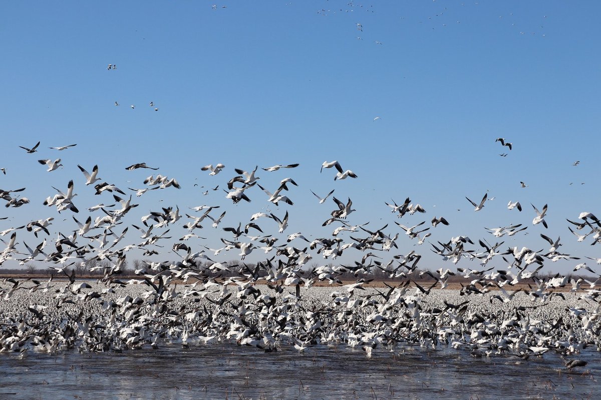 Loess Bluffs Snow Geese