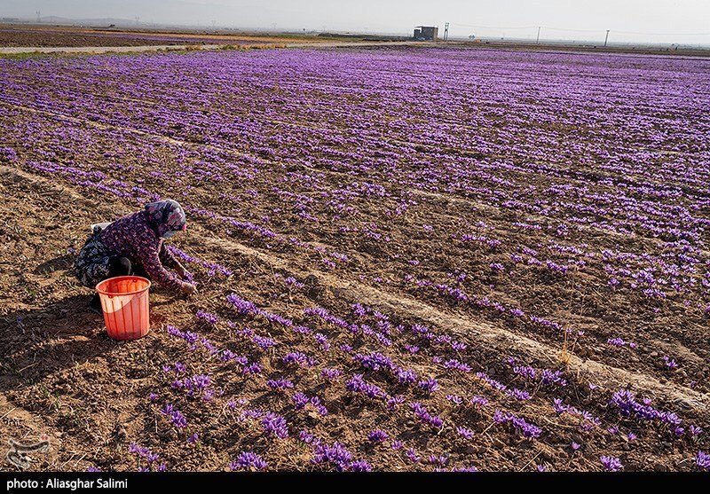 Saffron Harvest Season — Khorasan Iran