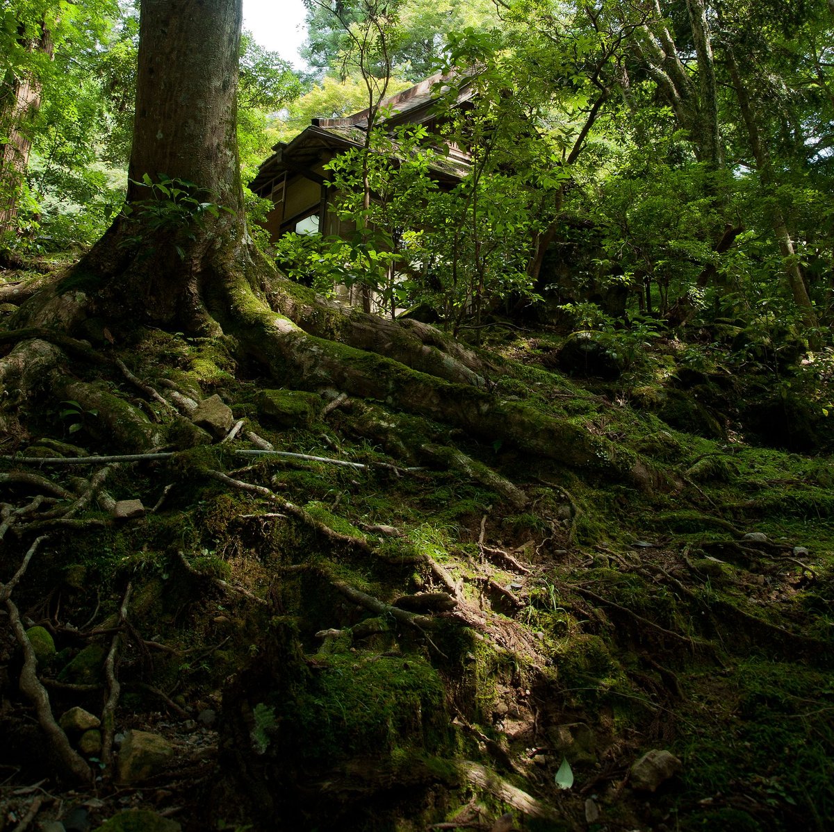 Kasugayama Primeval Forest Old-Growth Forest — Japan