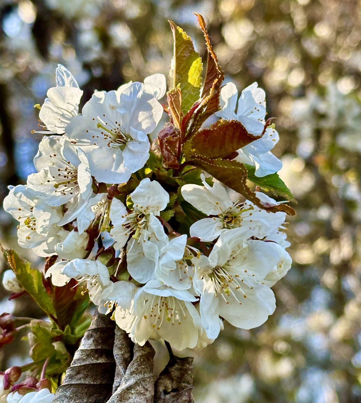Wild Cherry Blossom — Loire Valley