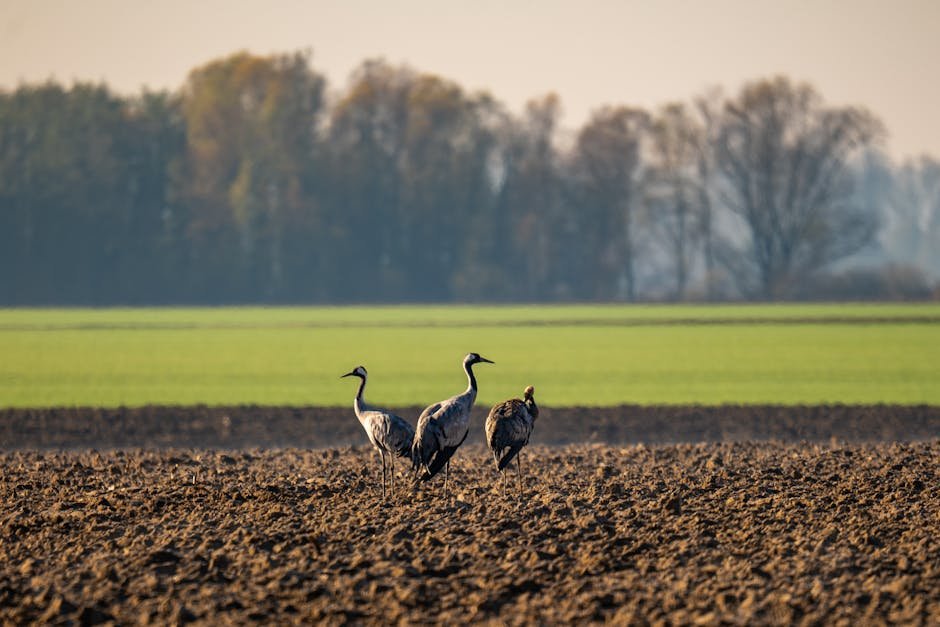 Kranichrast Diepholzer Moorniederung
