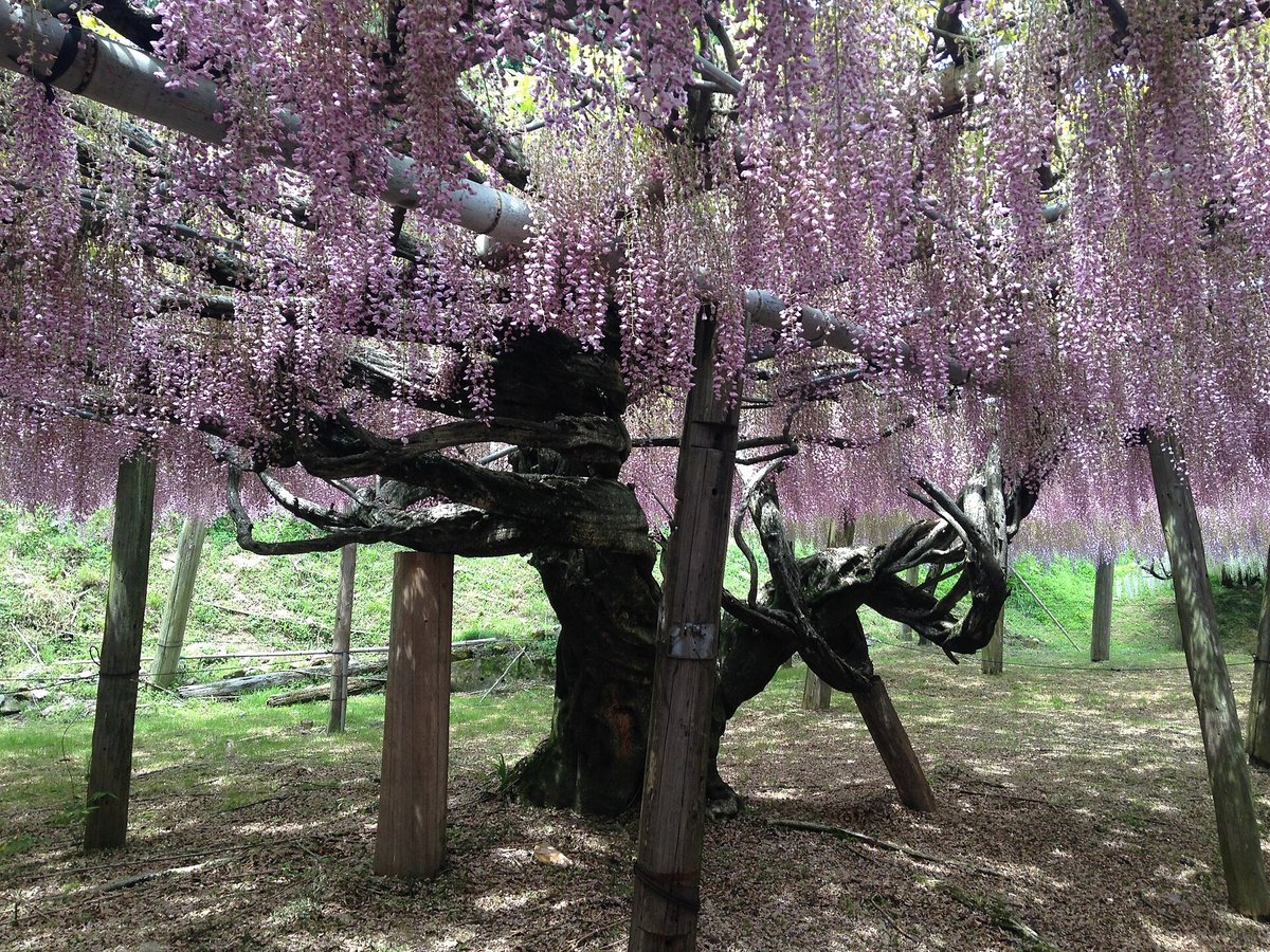 Wisteria Tunnel — Pergola di Wisteria Italy