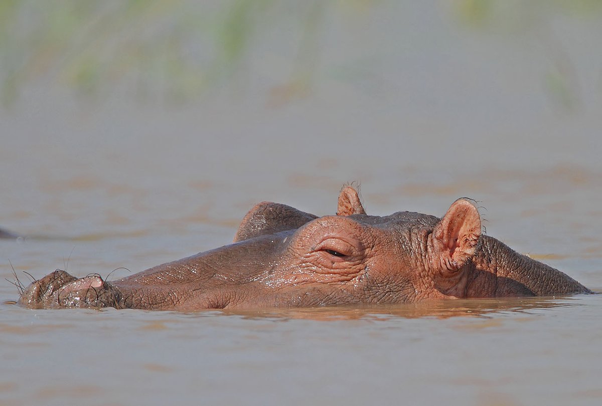 Hippopotamus Night Feeding — Okavango Botswana