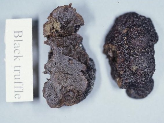 Black Truffle Season — Périgord Dordogne France