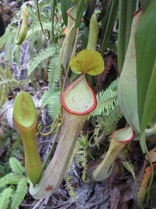 Pitcher Plant Jungle — Kinabalu Park Borneo
