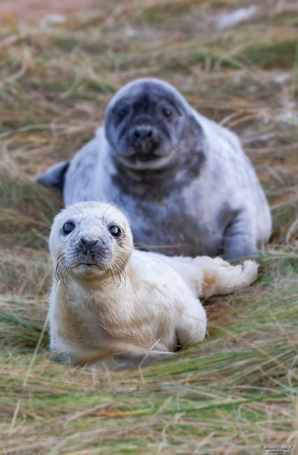 Grey Seal Pupping (Lincolnshire / Orkney) — Isle of May