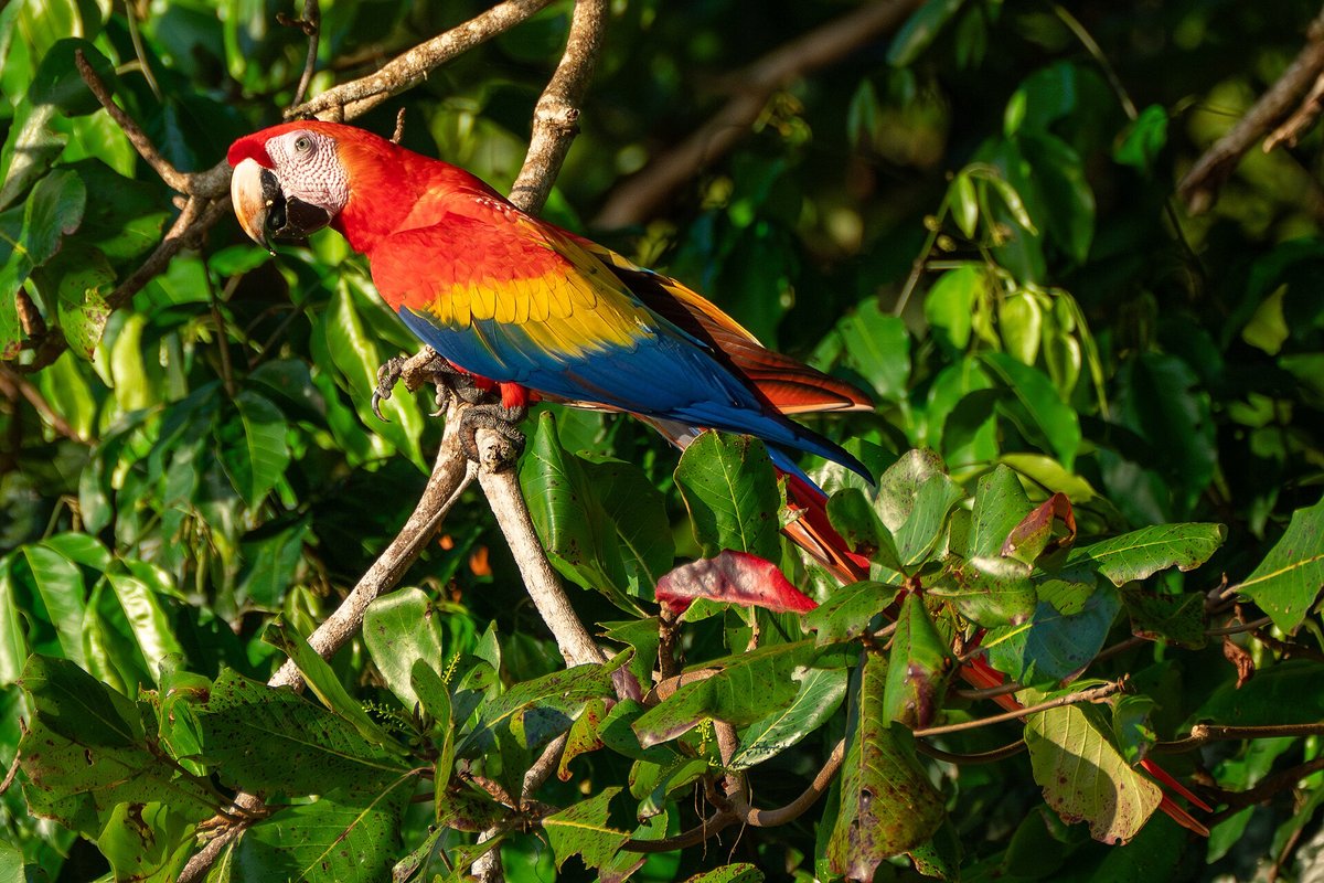 Scarlet Macaw River Clay Lick — Manu Peru