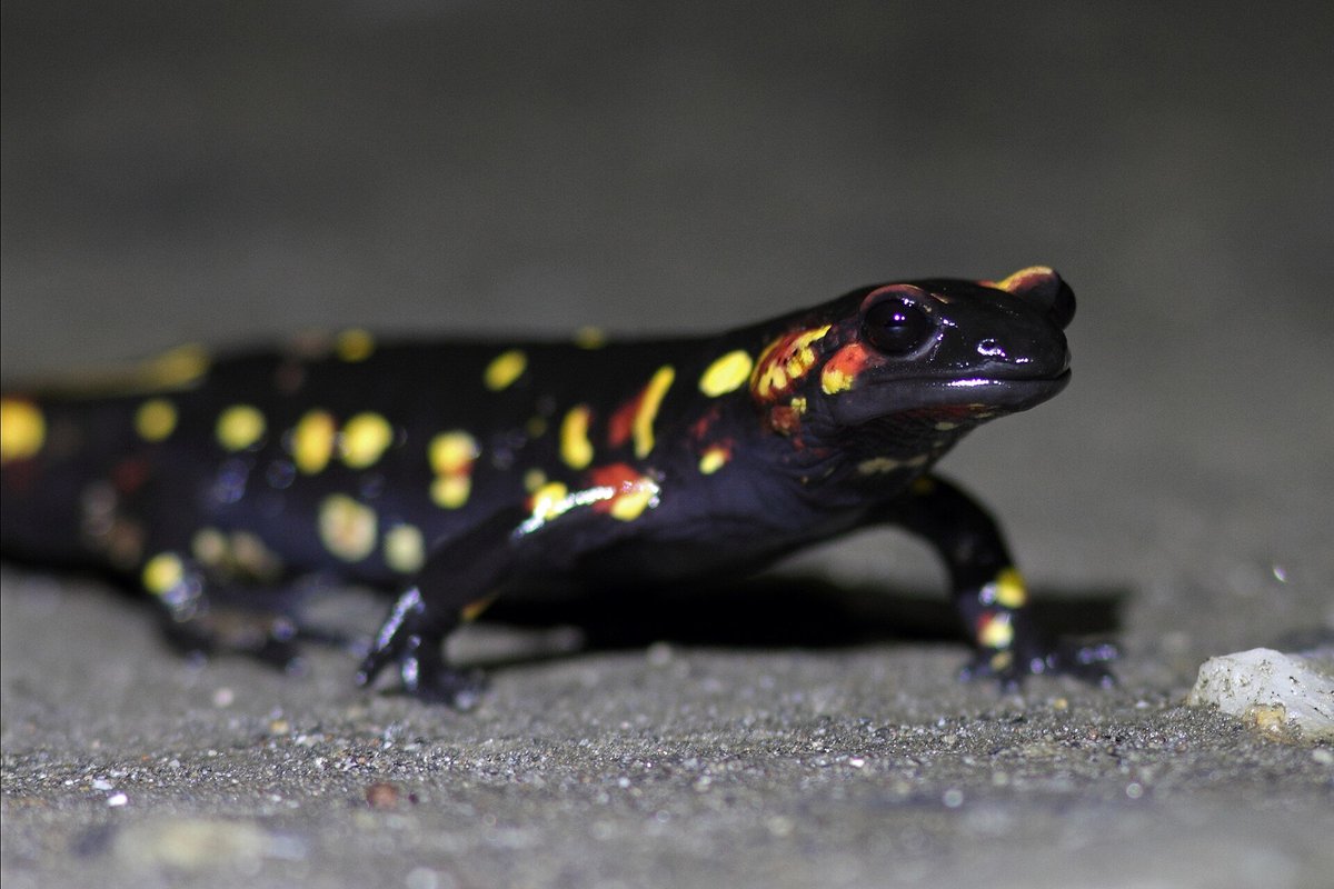 Fire Salamander Night Migration — Belgian Ardennes