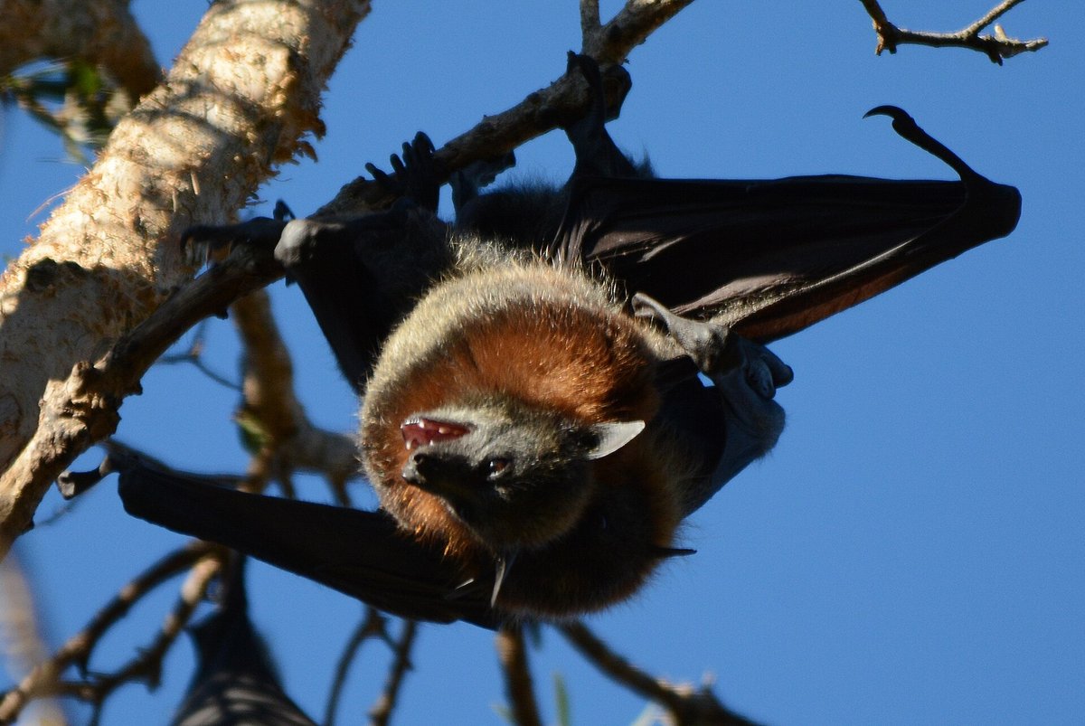 Bat Colony Emergence — Kasanka Zambia