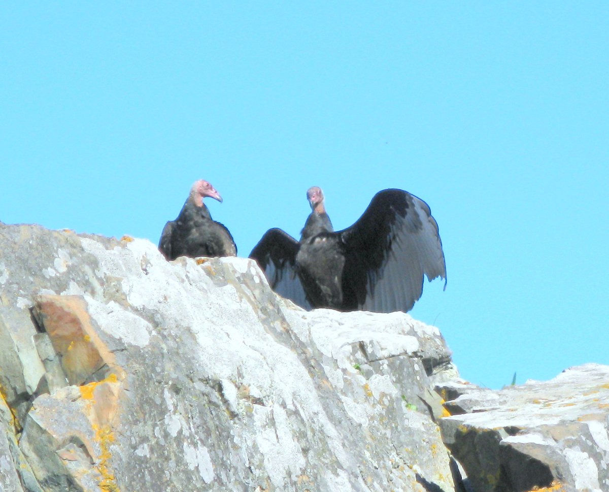 Vulture Thermals Monfragüe — Extremadura Spain