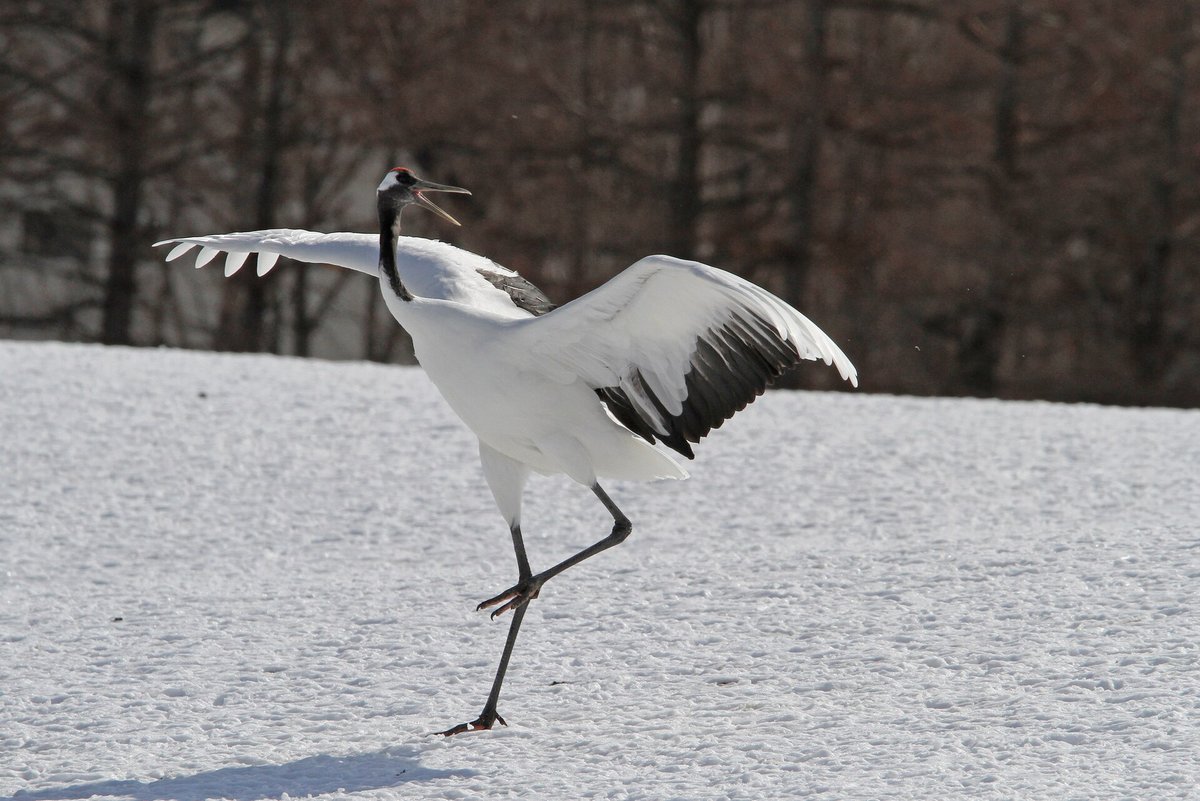 Red-Crowned Crane Winter Dance — Hokkaido Japan