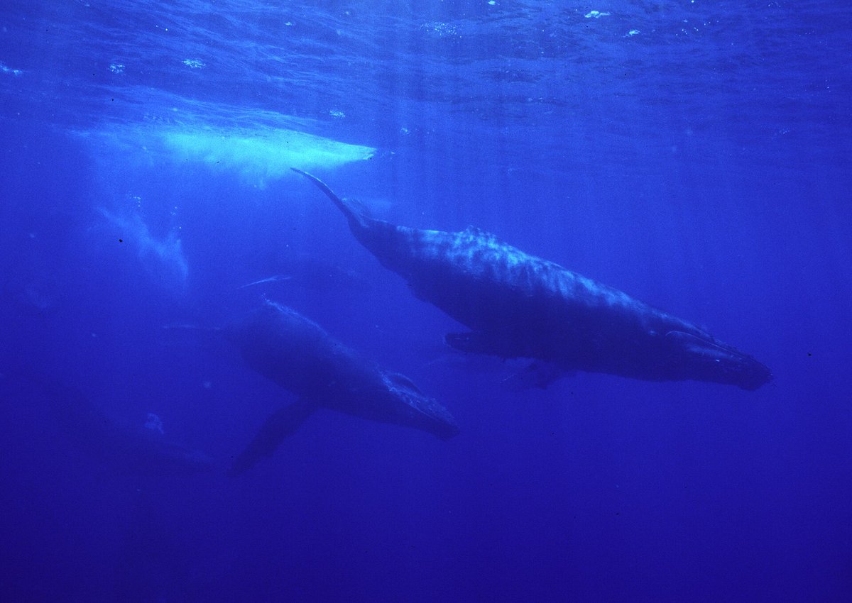Humpback Whale Breeding
