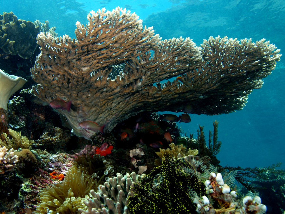 Coral Triangle Biodiversity Dive — Raja Ampat Indonesia