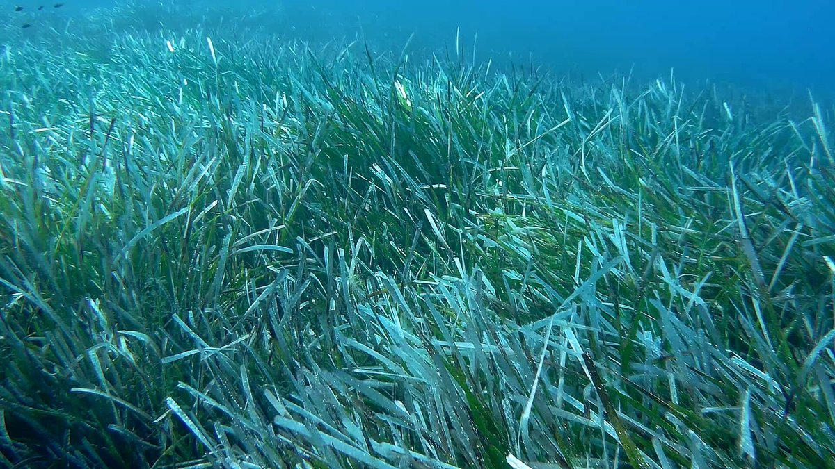 Posidonia Seagrass Meadow — Formentera Spain