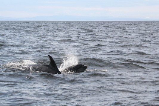 Moray Firth Bottlenose Dolphins — Chanonry Point Scotland