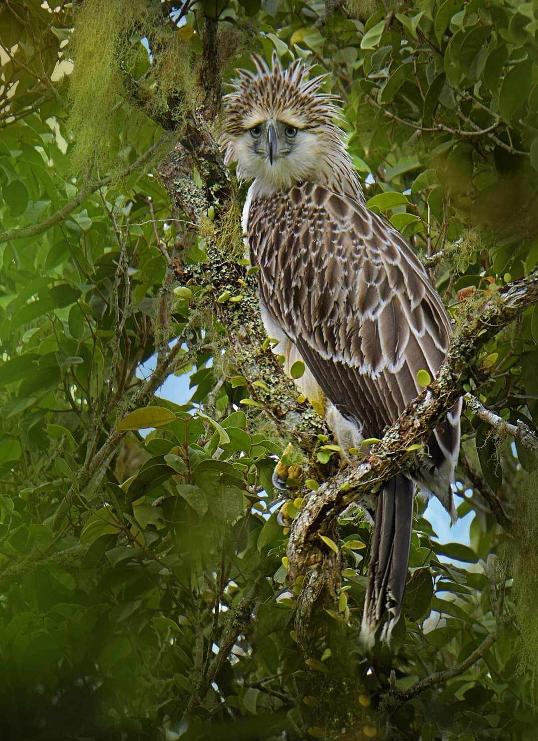 Philippine Eagle Courtship — Mindanao Philippines