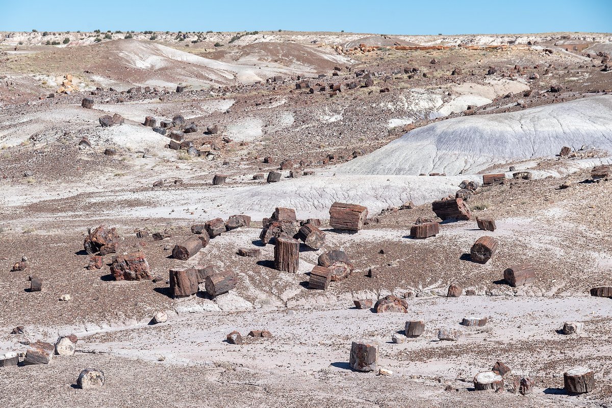 Petrified Forest Crystal Forest
