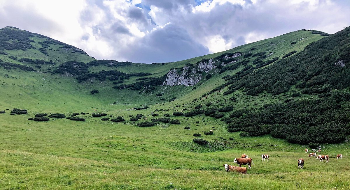 Karwendel — Alpine Fauna