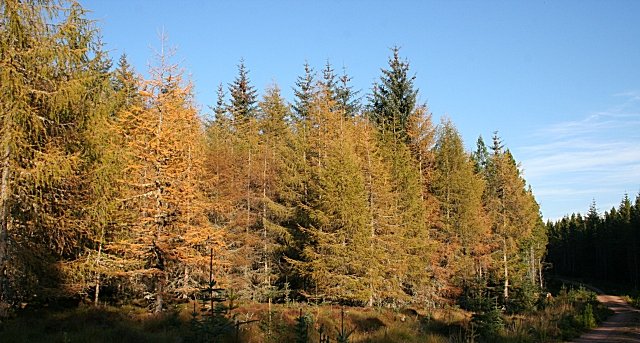 Autumn Larches Dolomites Colour — Val di Funes Italy