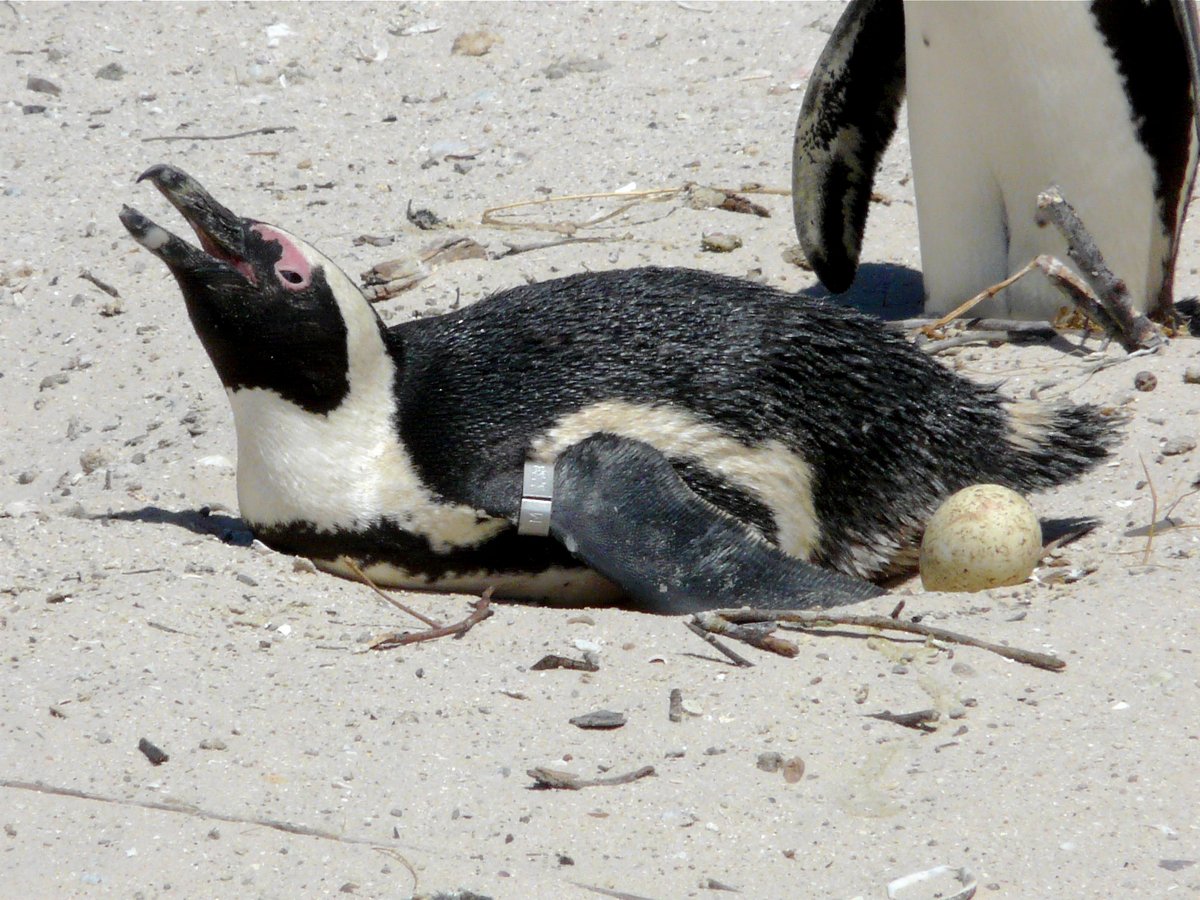 African Penguin Breeding Colony — Boulders Beach South Africa