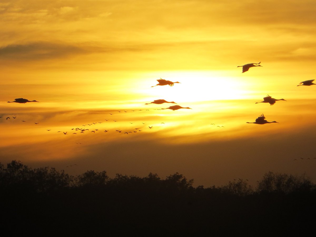 Jasper Pulaski Sandhill Cranes