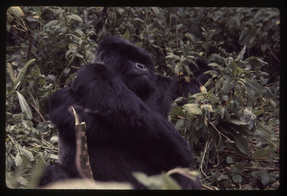 Gorilla Silverback Season — Bwindi