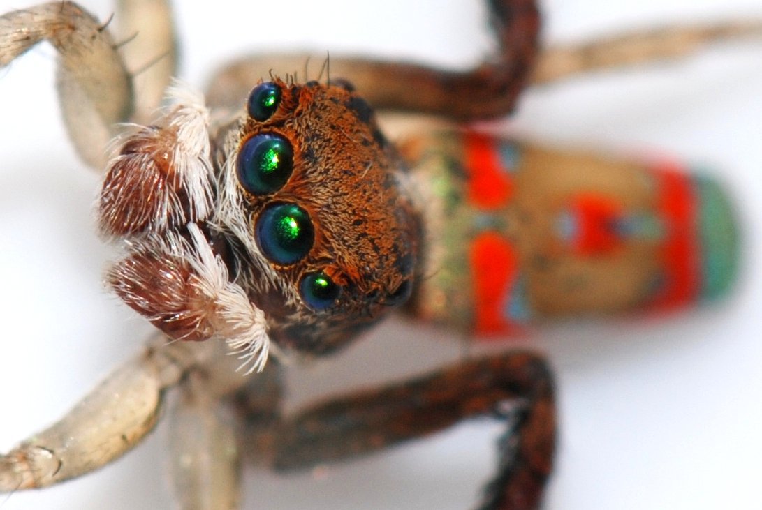 Peacock Spider Display — Eastern Australia