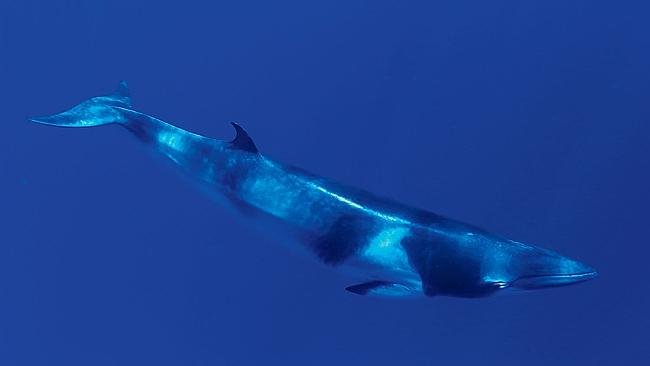Dwarf Minke Whale Ribbon Reef Aggregation