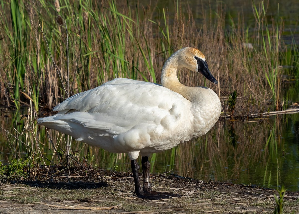 Trumpeter Swan Madison Spring