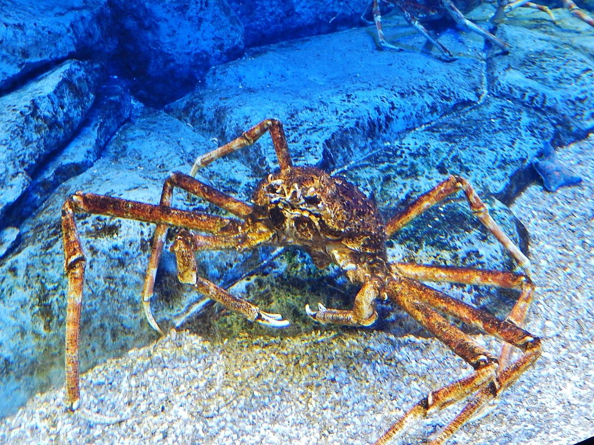 Giant Spider Crab Aggregation — Port Phillip Bay Australia