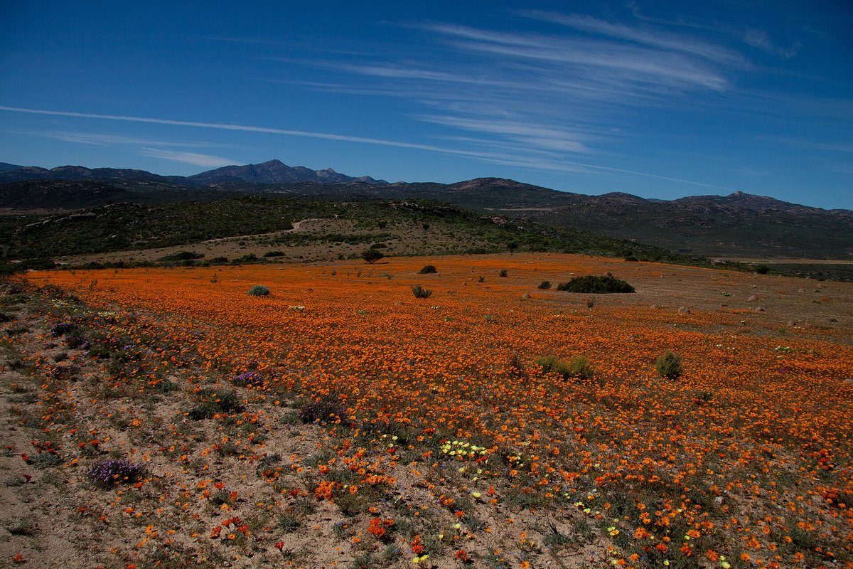 Namaqualand Wildflower Bloom — Namaqua National Park