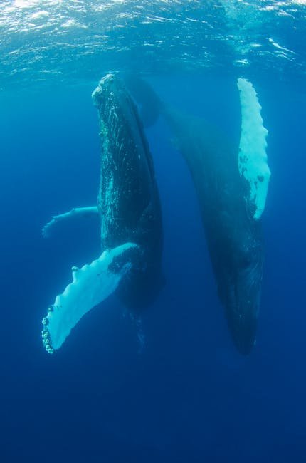 Auau Channel Humpback Whales