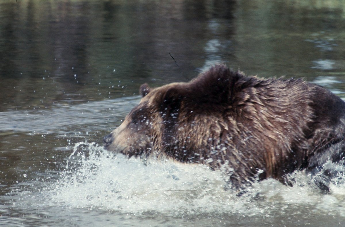 Brown Bear Berry Season — Carpathian Romania