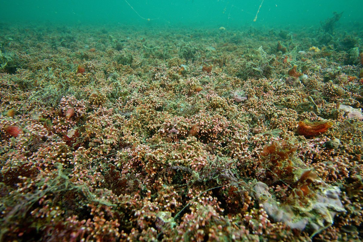 Maerl Bed Snorkelling — Falmouth Bay