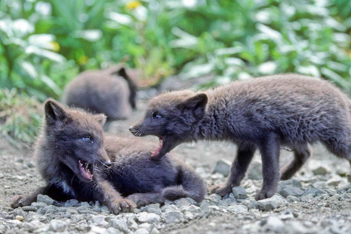 Arctic Fox Pup Season — Svalbard Norway